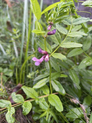 Bush Vetch
