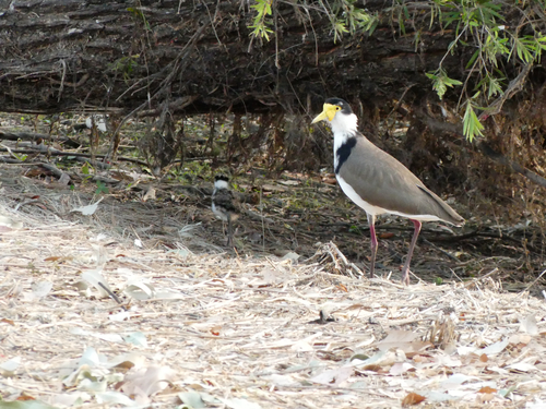 Masked Lapwing