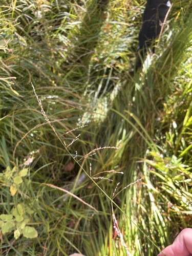 Glyceria striata observed 2026-09-23