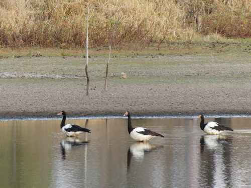 Magpie Goose
