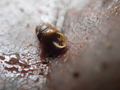 Vertigo rowellii