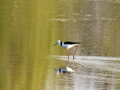 Pied Stilt