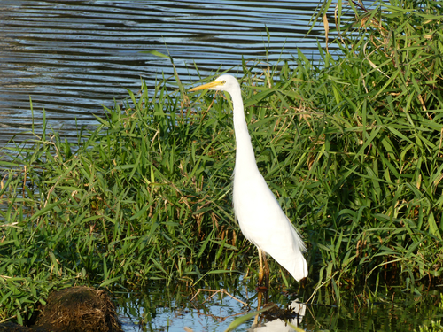 Plumed Egret