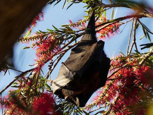 Black Flying-fox