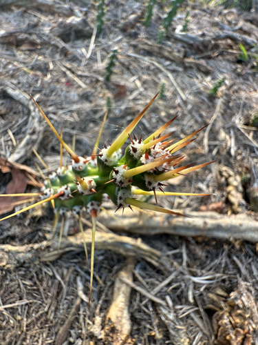 Moon Cactus