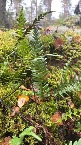 common polypody