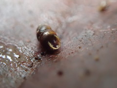 Vertigo rowellii