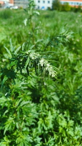 common mugwort