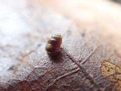 Vertigo rowellii