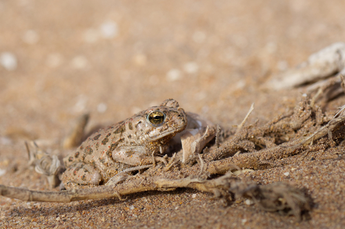 African Green Toad