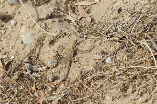 Acanthodactylus margaritae