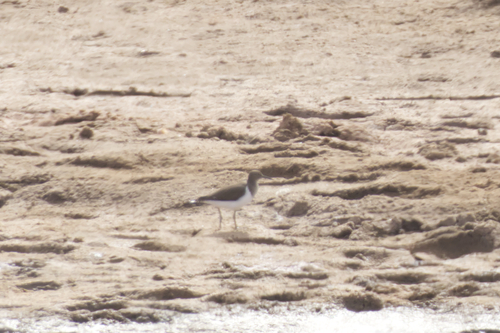 Common Sandpiper