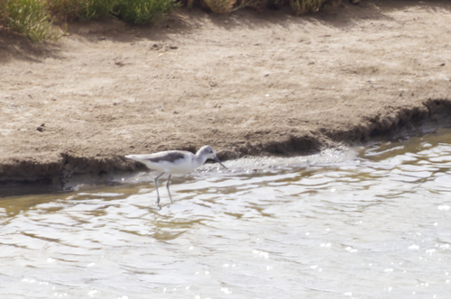 Common Greenshank