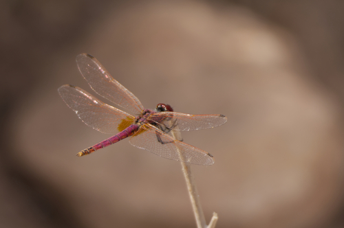 Violet Dropwing