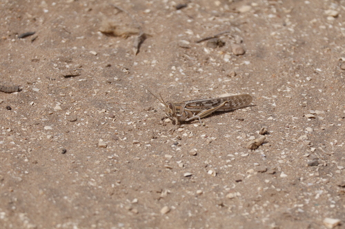 Desert Locust