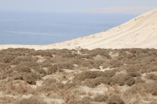 Eurasian Stone-curlew