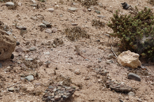 Acanthodactylus margaritae