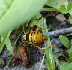 Spilomyia alcimus