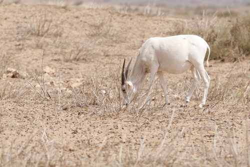 Addax