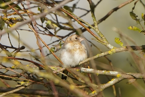 European Goldfinch