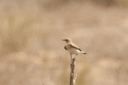 Northern Wheatear