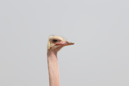 Common Ostrich