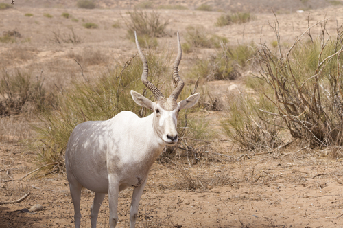 Addax