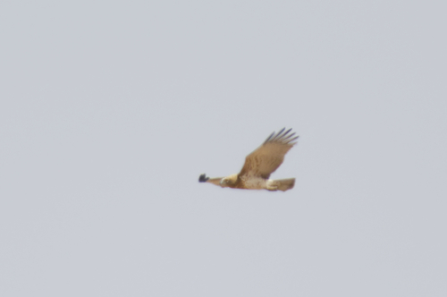 Short-toed Snake-Eagle