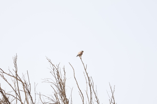 Eurasian Kestrel