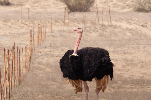 Common Ostrich