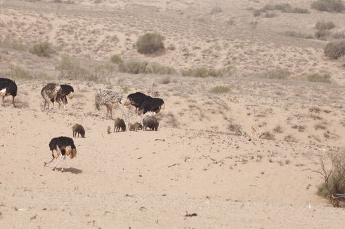 Wild Boar