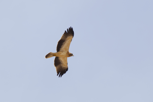 Booted Eagle