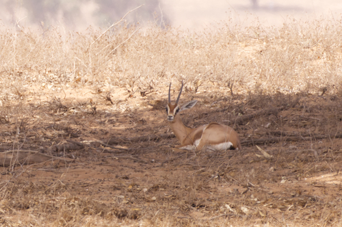 Dorcas Gazelle