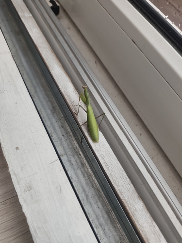 European Mantis