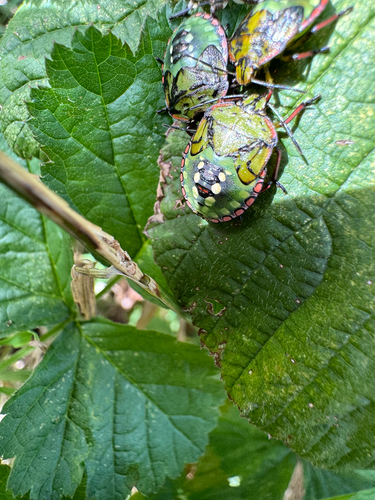 Southern Green Stink Bug