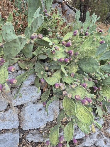 Opuntia anahuacensis