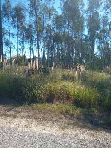 Pampas Grass