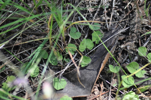 Dichondra repens, photograph 4