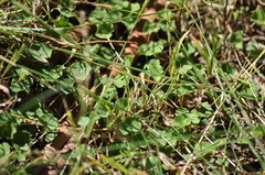 (c) plantlookymagee, some rights reserved (CC BY) Dichondra repens, photograph (c) plantlookymagee, some rights reserved (CC BY)