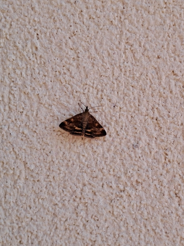 Straw-barred Pearl