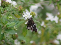 Codatractus bryaxis