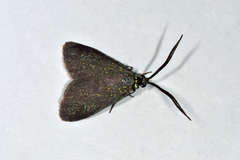 Pollanisus lithopastus