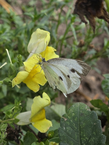 Large White