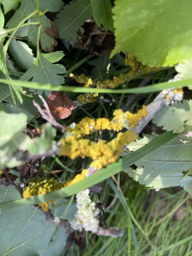 Common Sunburst Lichen