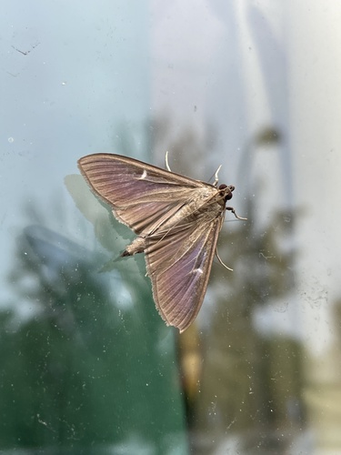 Box Tree Moth