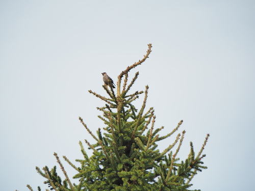 Bohemian Waxwing
