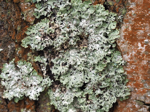 Hooded Tube Lichen