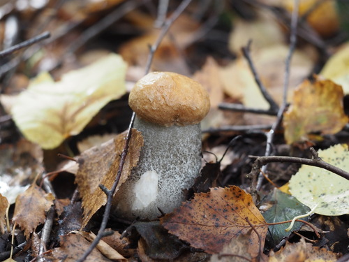 Orange Birch Bolete
