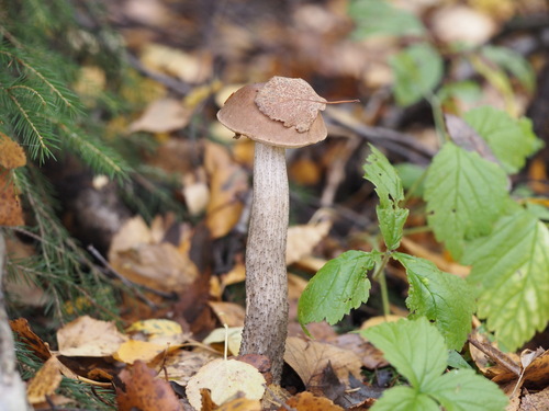 Brown Birch-bolete