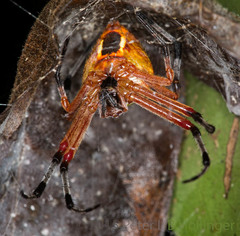 Eriophora nephiloides